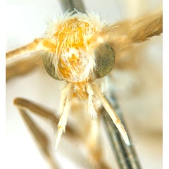 /filer/webapps/moths_gc/media/images/B/breyniphaga_Epicephala_HT_head1_ANIC.jpg