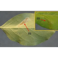 /filer/webapps/moths_gc/media/images/R/ringoniella_Phyllonorycter_mine_Kirichenko-et-al_2019_37_B.jpg