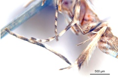 Epicephala xerocarpa