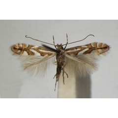 /filer/webapps/moths_gc/media/images/B/blancardella_Phyllonorycter_A_ZSM_3.jpg