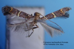 Ectropina raychaudhurii