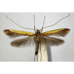 /filer/webapps/moths_gc/media/images/S/staintoni_Caloptilia_A_ZSM.jpg