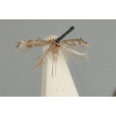 /filer/webapps/moths_gc/media/images/A/acares_Aristaea_ST_ANIC31-076453_wing.jpg