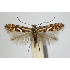 /filer/webapps/moths_gc/media/images/B/blancardella_Phyllonorycter_A_ZSM_2.jpg