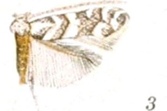 Phyllonorycter bataviella