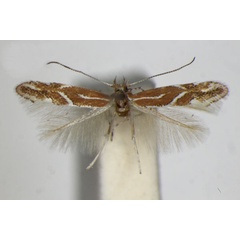 /filer/webapps/moths_gc/media/images/C/corylifoliella_Phyllonorycter_A_ZSM_5.jpg