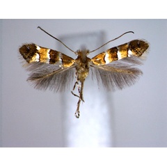 /filer/webapps/moths_gc/media/images/P/penangensis_Phyllonorycter_PT_EIHU.jpg