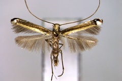 Ketapangia leucochorda