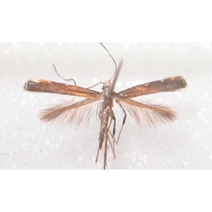 /filer/webapps/moths_gc/media/images/C/caerulea_Phodoryctis_A_Bippus_2019_30_02.jpg