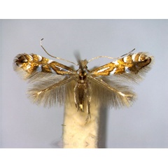 /filer/webapps/moths_gc/media/images/L/lantanella_Phyllonorycter_A_EIHU.jpg