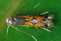 Phyllocnistis phoebus