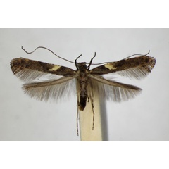 /filer/webapps/moths_gc/media/images/S/semifascia_Caloptilia_A_ZSM_5.jpg