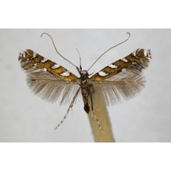 /filer/webapps/moths_gc/media/images/H/hofmanniella_Sauterina_A_ZSM.jpg