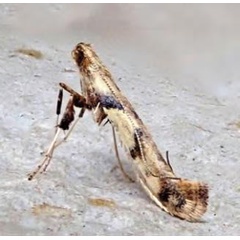 /filer/webapps/moths_gc/media/images/H/honoratella_Caloptilia_Plant_2022_28b.jpg