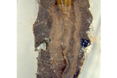 Diphtheroptila breynella