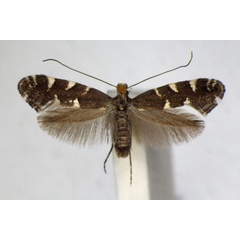 /filer/webapps/moths_gc/media/images/D/denticulella_Callisto_A_ZSM.jpg