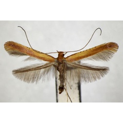 /filer/webapps/moths_gc/media/images/A/alni_Caloptilia_PT_ZSM_2.jpg