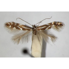 /filer/webapps/moths_gc/media/images/S/sorbi_Phyllonorycter_A_ZSM_4.jpg