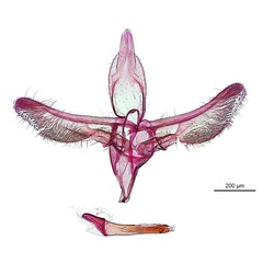 /filer/webapps/moths_gc/media/images/A/auris_Diphtheroptila_HT_GM_ANIC.jpg