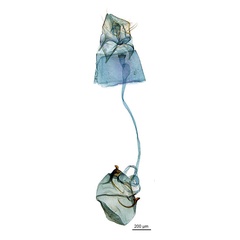 /filer/webapps/moths_gc/media/images/P/panconita_Murwillumba_PT_GF_A100_De-Prins-et-al_2026_300.jpg