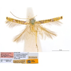 /filer/webapps/moths_gc/media/images/P/pyrigenes_Acrocercops_ST_ANIC.jpg