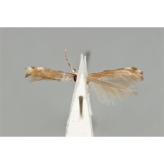 /filer/webapps/moths_gc/media/images/I/irrorata_Acrocercops_ST_ANIC31-087229_ventral.jpg