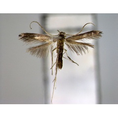 /filer/webapps/moths_gc/media/images/C/caerulea_Phodoryctis_A_EIHU_2.jpg