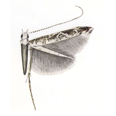 /filer/webapps/moths_gc/media/images/G/gypsochroma_Conopomorphina_HT_Vari_1961_Pl9-6.jpg