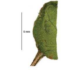 /filer/webapps/moths_gc/media/images/B/botanica_Sabulopteryx_cocoon_Hoare-et-al_2019_51.jpg