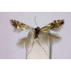 /filer/webapps/moths_gc/media/images/I/ilicifoliella_Phyllonorycter_ST_BMNH.jpg