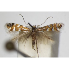 /filer/webapps/moths_gc/media/images/Q/quinqueguttella_Phyllonorycter_A_ZSM_3.jpg