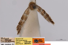 Phyllonorycter enchalcoa