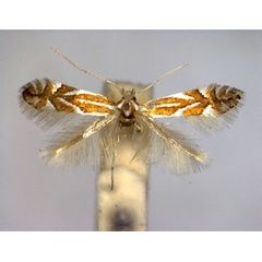 /filer/webapps/moths_gc/media/images/Q/quinnata_Phyllonorycter_A_EIHU.jpg