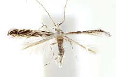 Liocrobyla brachybotrys