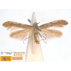 /filer/webapps/moths_gc/media/images/P/pedina_Caloptilia_ST2_ANIC.jpg