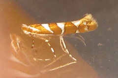 Phyllonorycter ruizivorus