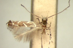 Systoloneura randiae