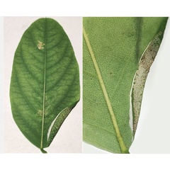 /filer/webapps/moths_gc/media/images/R/robiniella_Macrosaccus_mine-type4a_Kirichenko-etal_2025b_7.jpg
