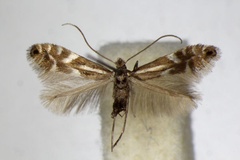Phyllonorycter alpina