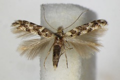 Phyllonorycter populifoliella