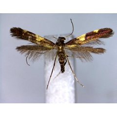 /filer/webapps/moths_gc/media/images/M/moriokensis_Caloptilia_PT_EIHU.jpg