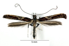 Caloptilia fidella