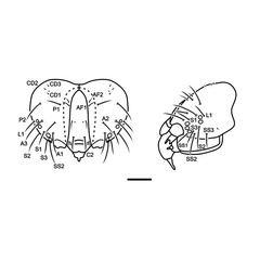 /filer/webapps/moths_gc/media/images/A/ambrosiavora_Atacamaptilia_head3_Espinoza-Donoso-etal_2022_412.jpg