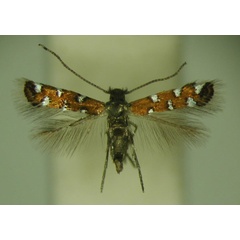 /filer/webapps/moths_gc/media/images/G/gautengi_Porphyrosela_PT_TMSA_01.jpg