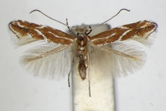 Phyllonorycter corylifoliella