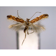 /filer/webapps/moths_gc/media/images/P/pterocaryae_Phyllonorycter_PT_EIHU.jpg