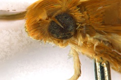 Neurostrota gunniella