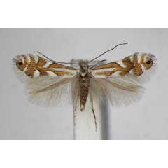 /filer/webapps/moths_gc/media/images/H/hauderiella_Phyllonorycter_A_ZSM_2.jpg