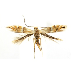 /filer/webapps/moths_gc/media/images/U/ulmifoliella_Phyllonorycter_A_Knyazev-et-al_2018_265.jpg