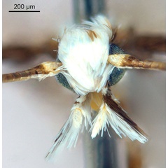 /filer/webapps/moths_gc/media/images/G/glochidiella_Diphtheroptila_HT_head1_ANIC.jpg